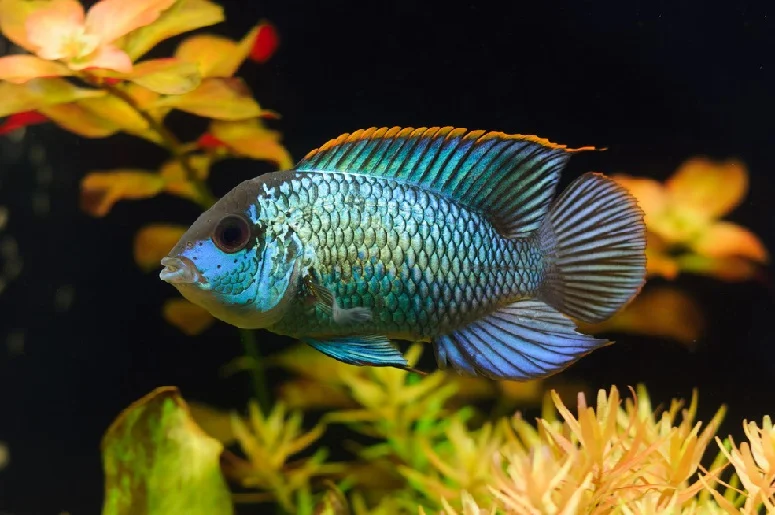 Acar Azul