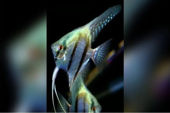 Acar Bandeira WildCross Philippine Blue Silver