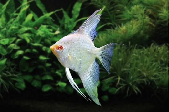 Acar Bandeira Albino