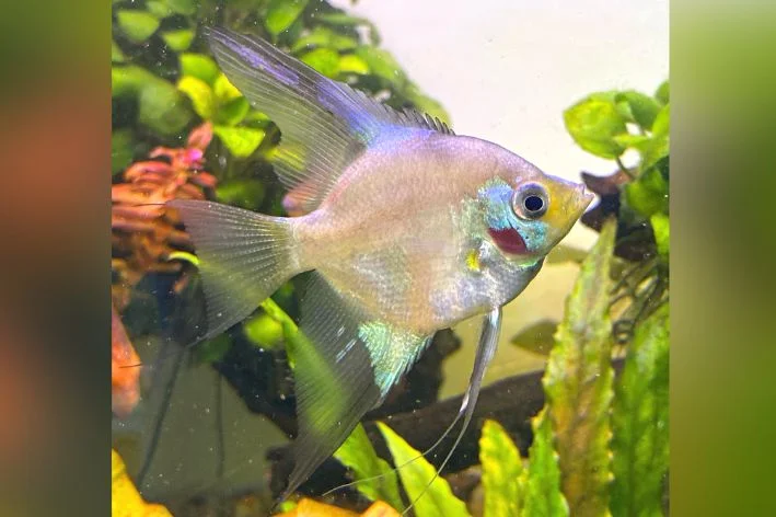Acar Bandeira Blue Paraba