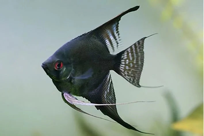 Acar Bandeira Black Pinoy