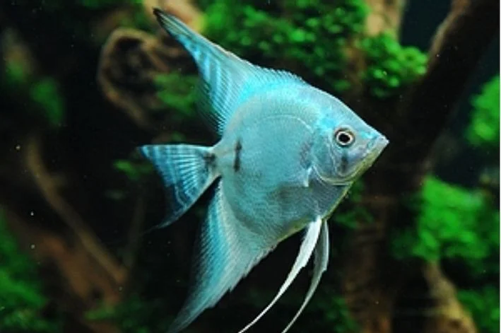 Acar Bandeira Leopardo Azul