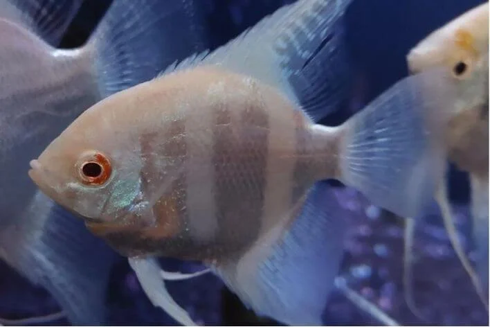 Acar Bandeira Zebra Azul Albino LINDOS
