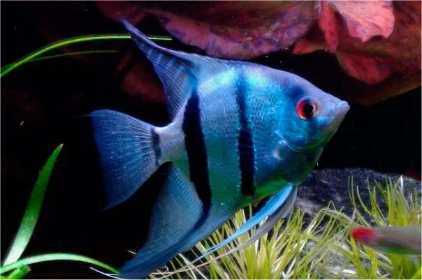 Acar Bandeira Zebra Azul