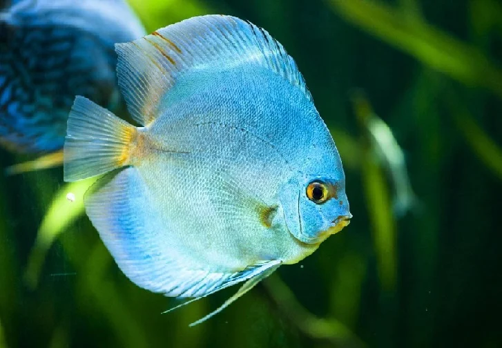 Acar Disco Blue Diamond