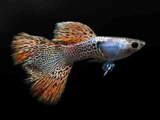 Guppy Red Lace Snakeskin