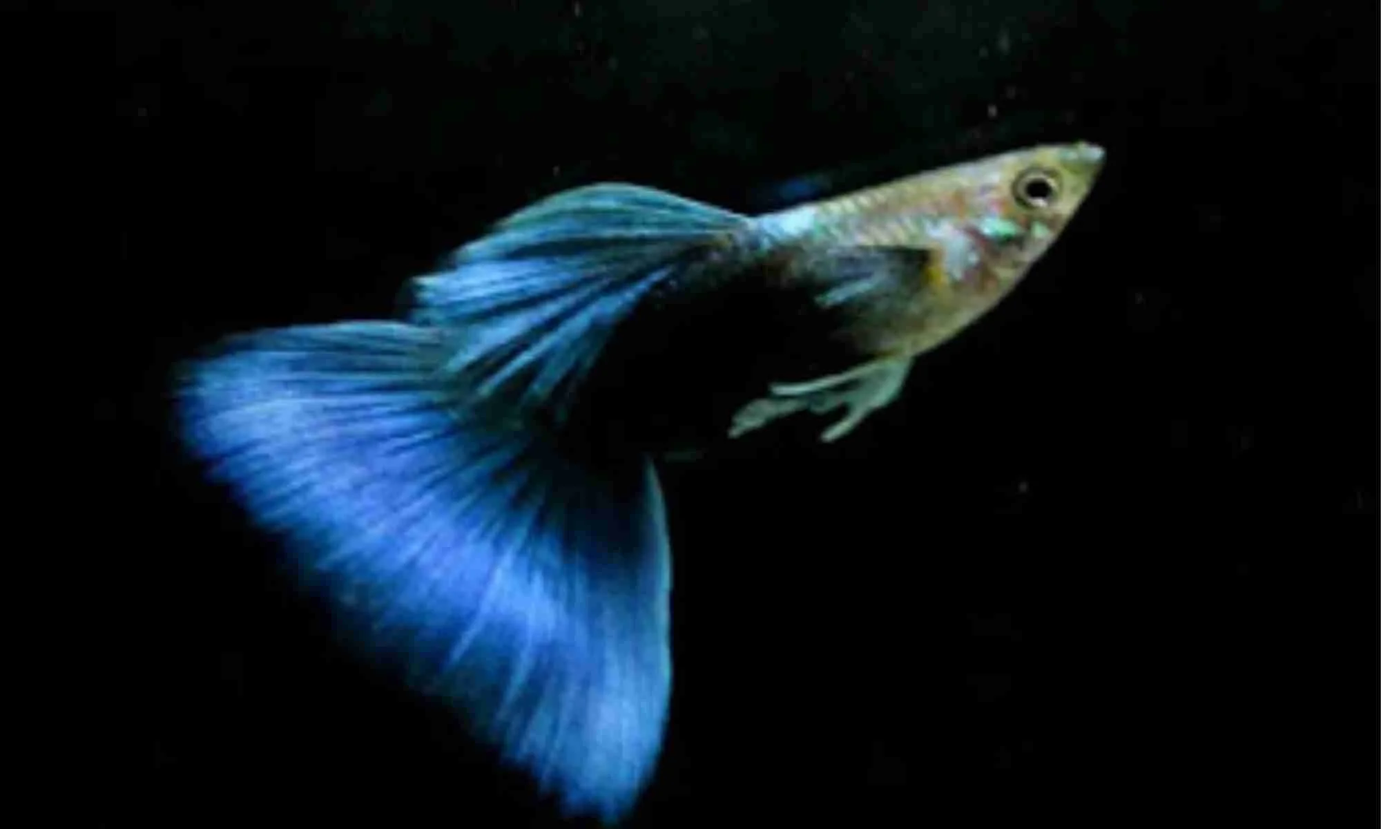Guppy Half Black Blue Casal
