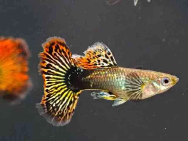 Guppy Red Mosaico casal
