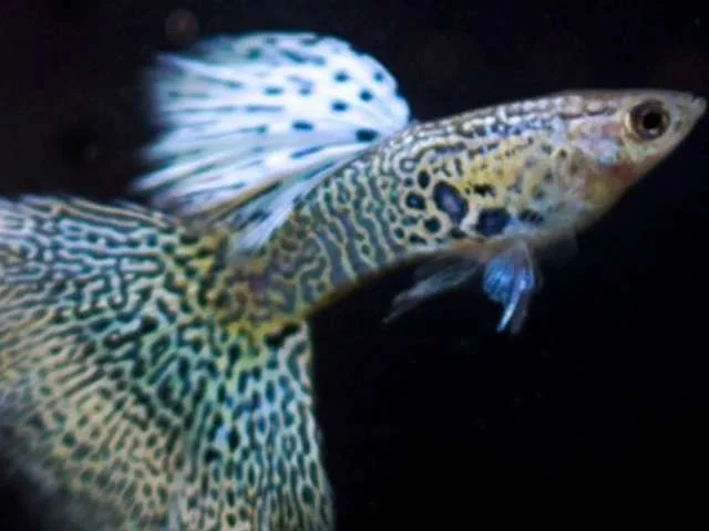 Guppy Galaxy
