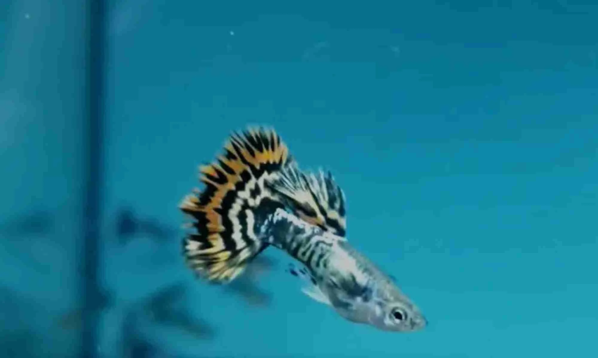 Guppy Ivory Casal