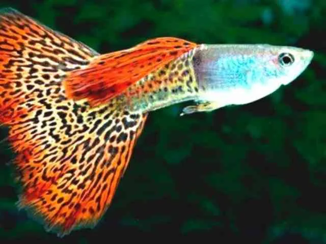 Guppy Red Dragon Casal