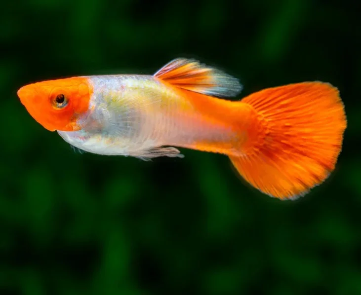 Guppy Koi