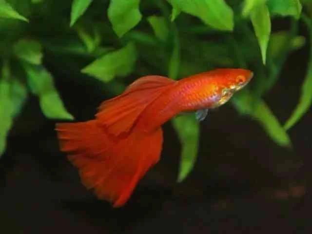 Guppy Red Platinum