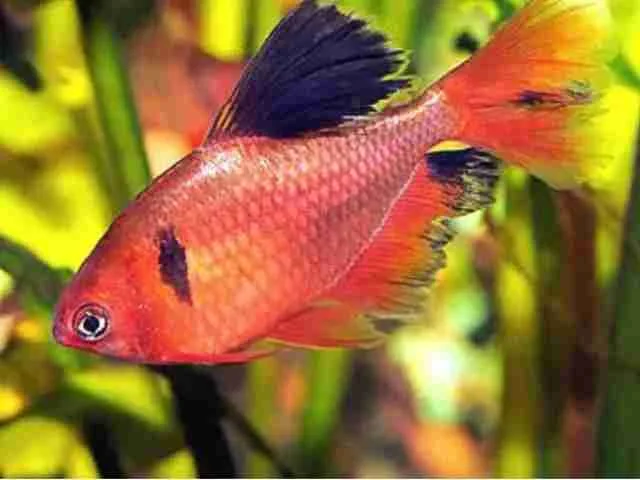 Tetra Matogrosso Super Véu