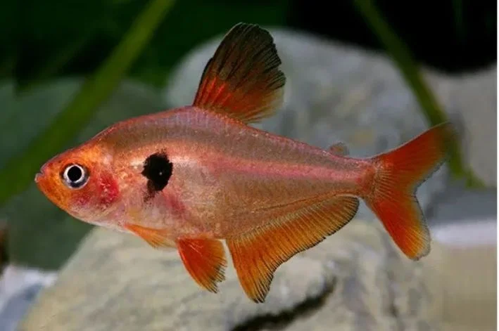Tetra Matogrosso