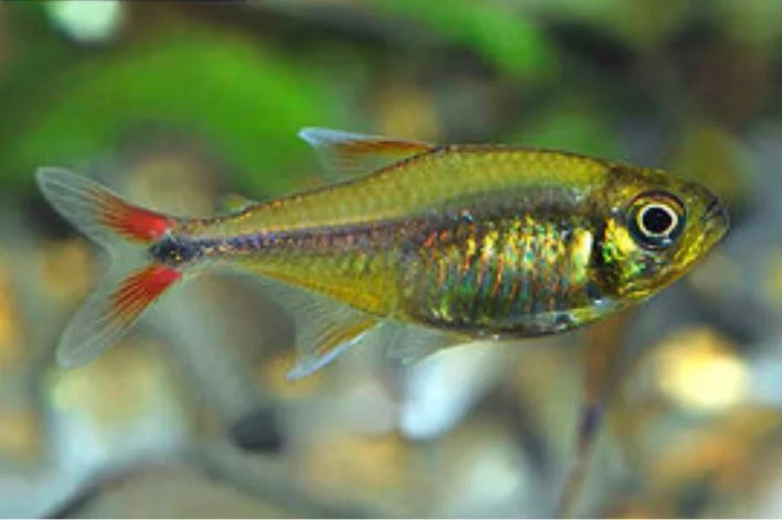 Tetra Mcdonald Red/Yellow (Tetra Gold)