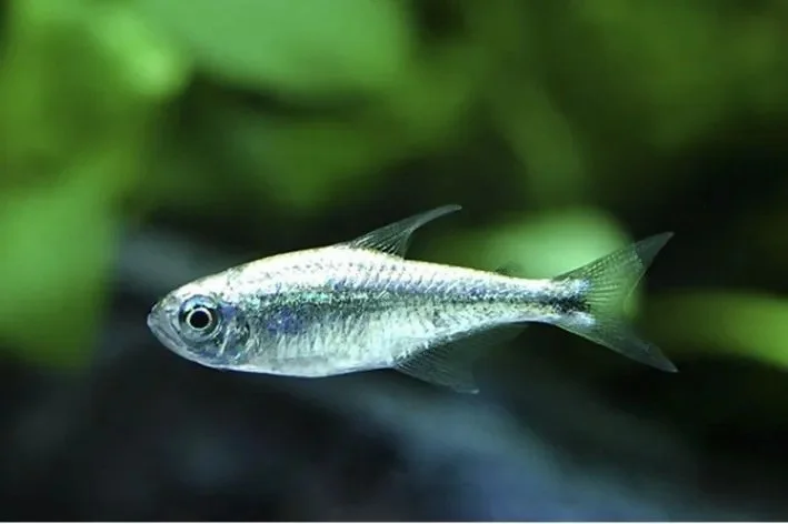 Tetra Platinum LINDO
