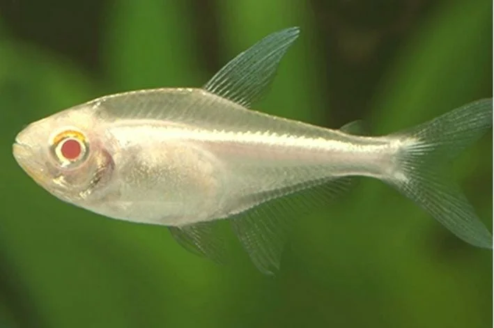 Tetra Neon Negro Albino