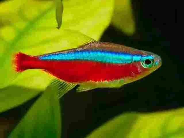 Tetra Neon Cardinal