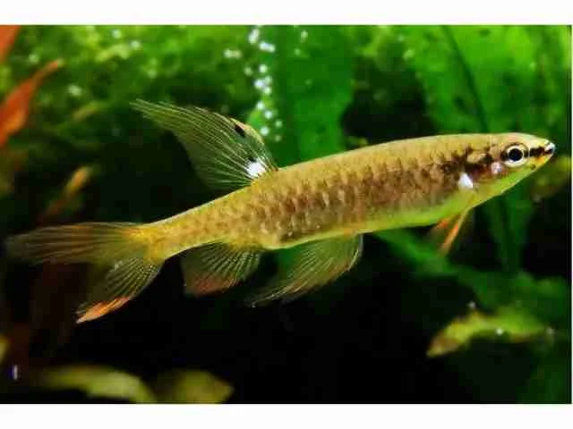 Tetra Copeína Arnoldi