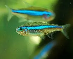 Tetra Neon Verde