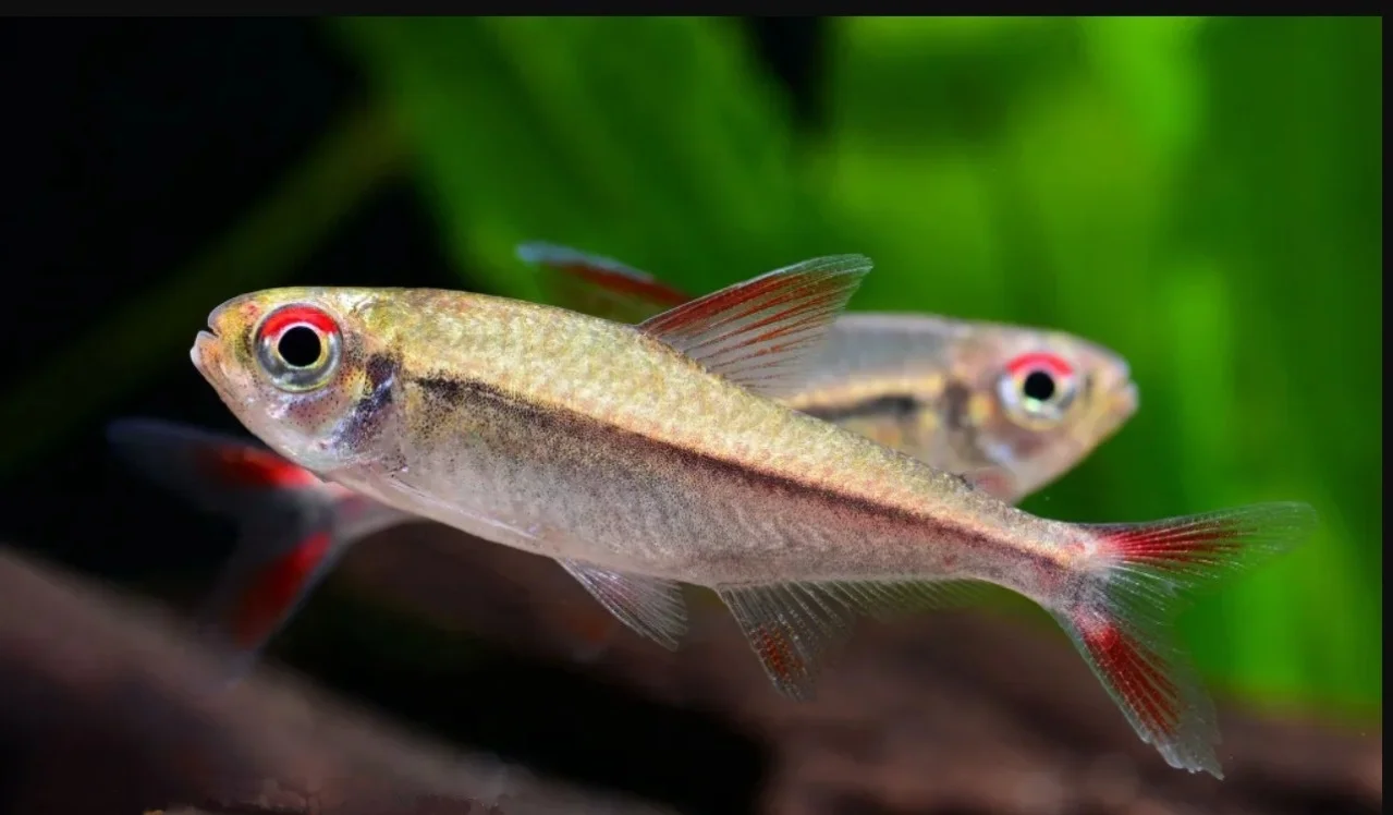 Tetra Agulha