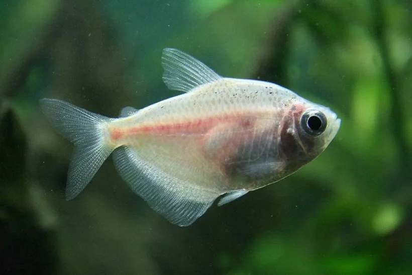 Tetra Rosa