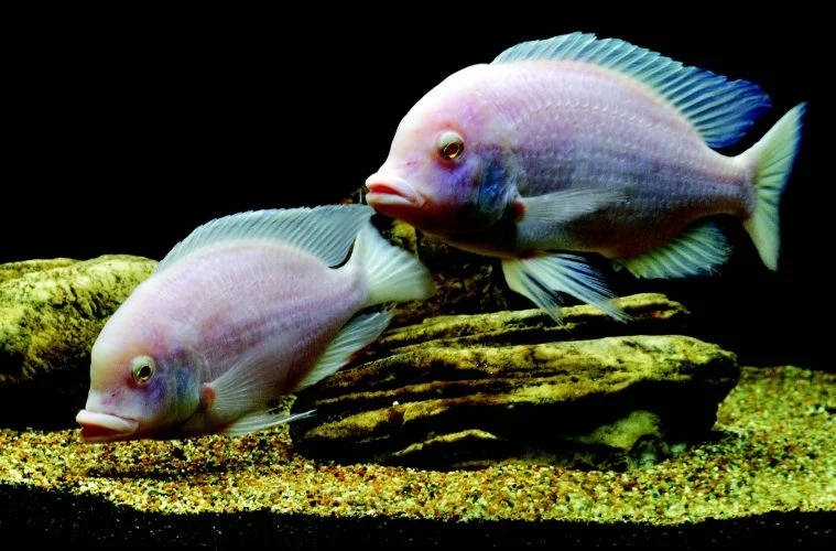 Blue Golfinho Albino