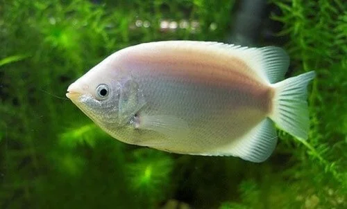 Beijador