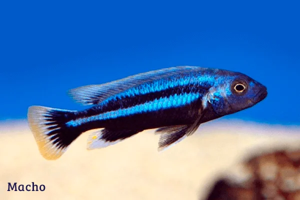 Melanochromis Chipokae
