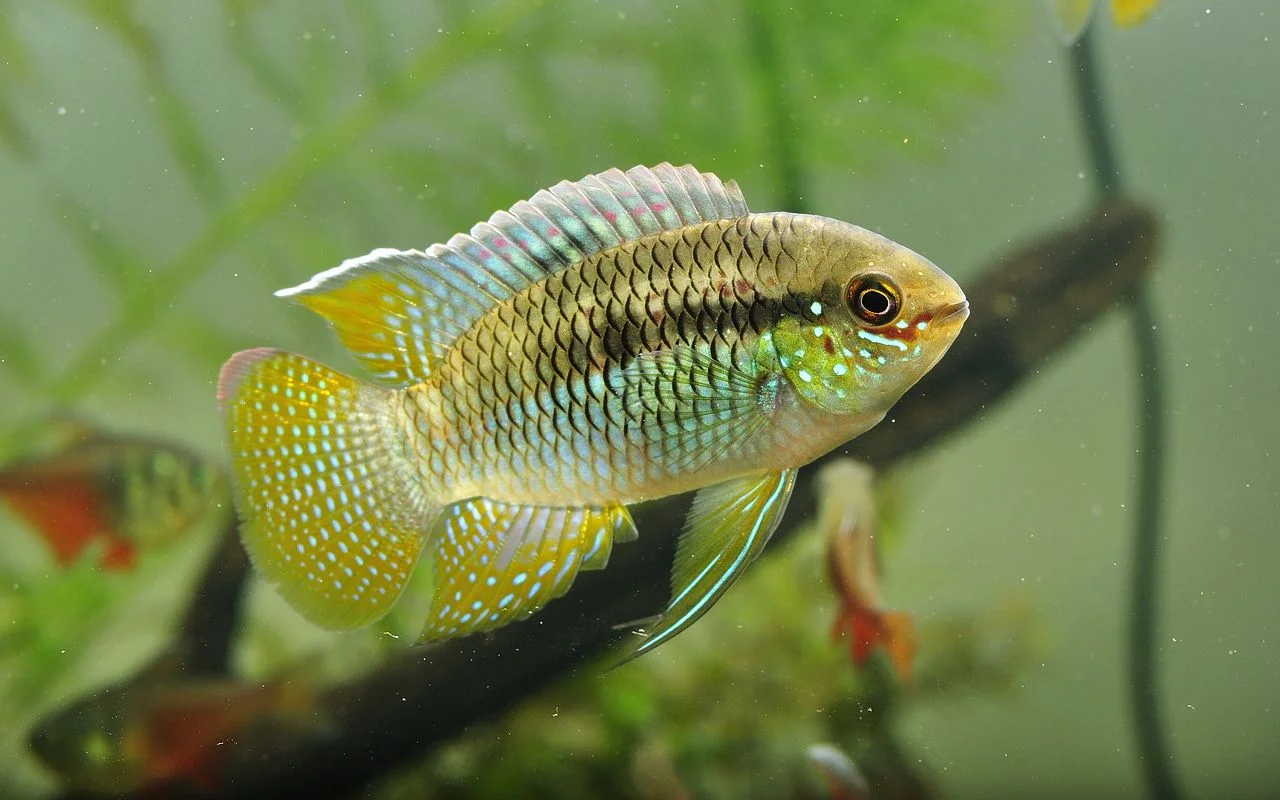 Curviceps