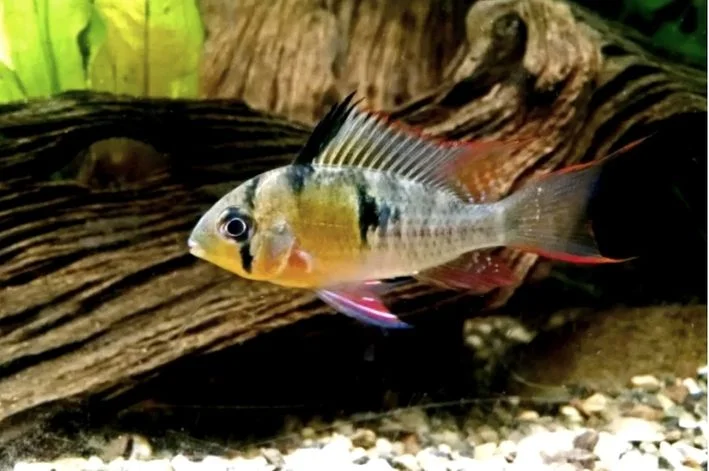Papilochromis