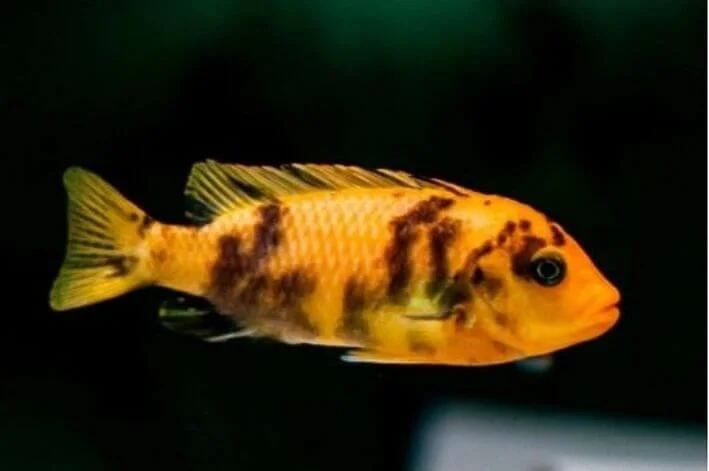 Zebra Borrada