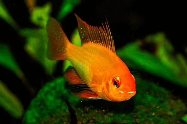 Ramirezi Ouro Super Red - Linhagem importada