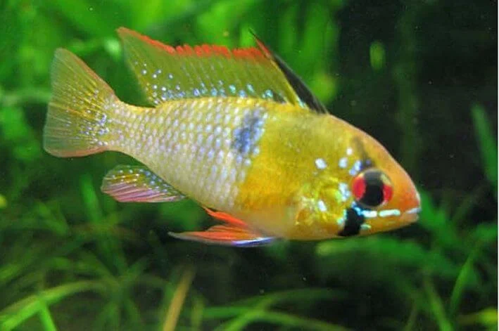 Ramirezi Comum