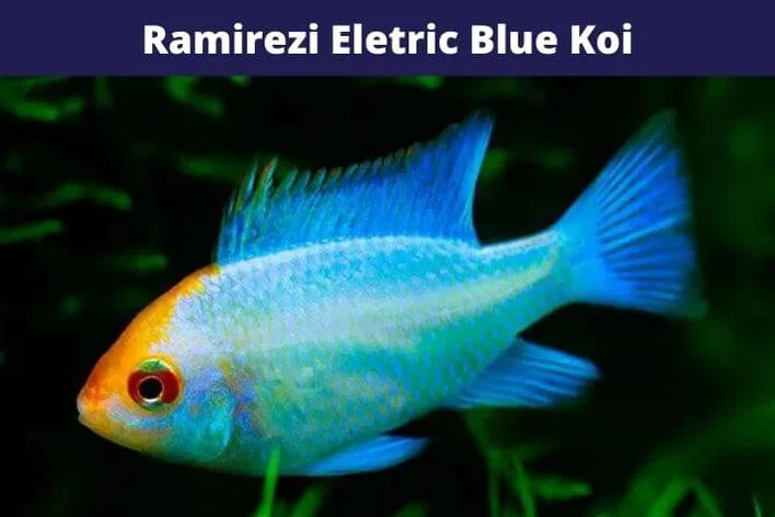 Ramirezi Eletric Blue Koi
