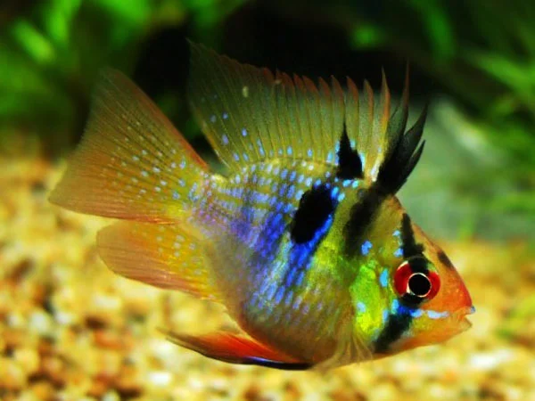 Ramirezi Azul balão