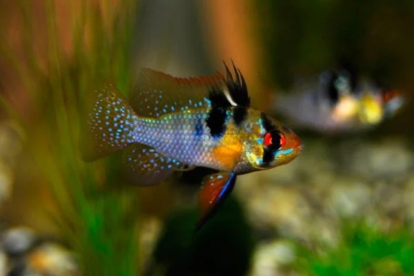 Ramirezi Blue German - Linhagem Importada