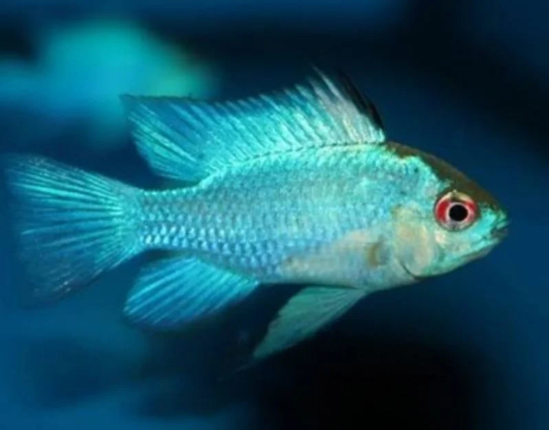 Ramirezi Eletric Blue - Linhagem importada