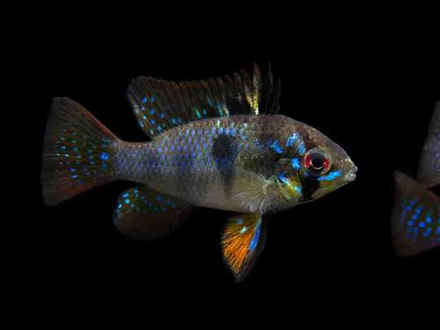 Ramirezi Blue German Black