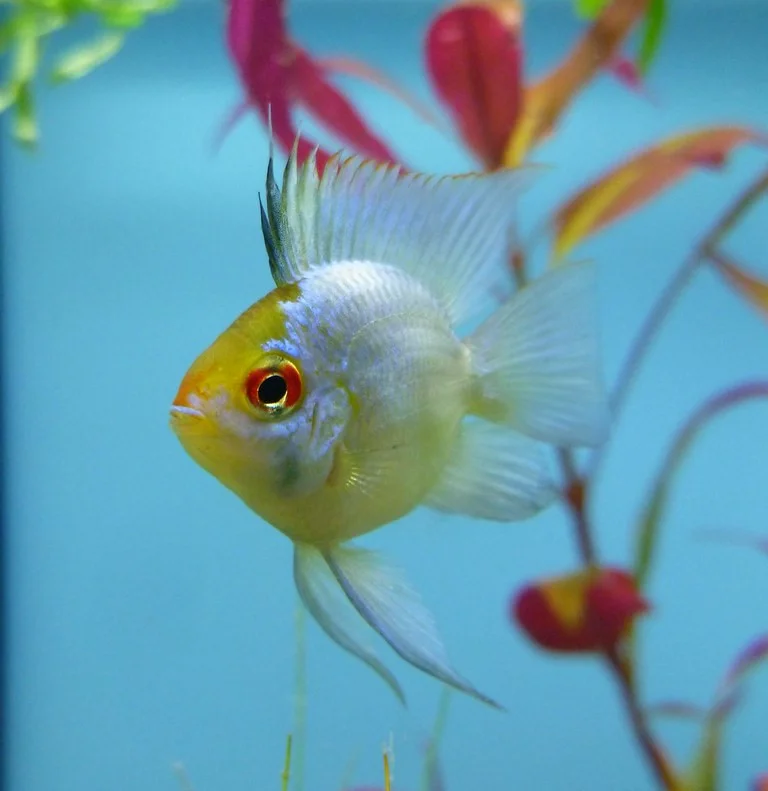 Ramirezi Eletric Blue Koi Balão