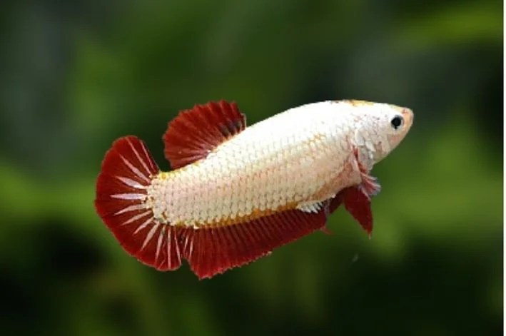 Betta Red Dragon Fêmea
