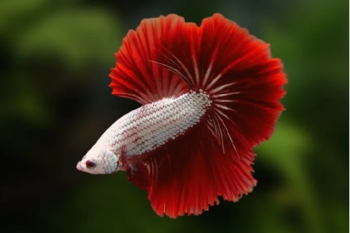 Betta Red Dragon Casal