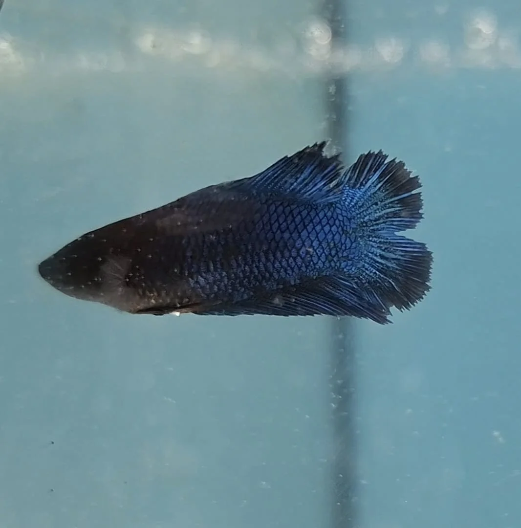 Betta Cauda Dupla Fêmea