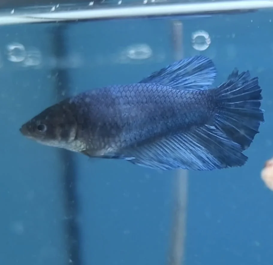Betta Halfmoon Fêmea