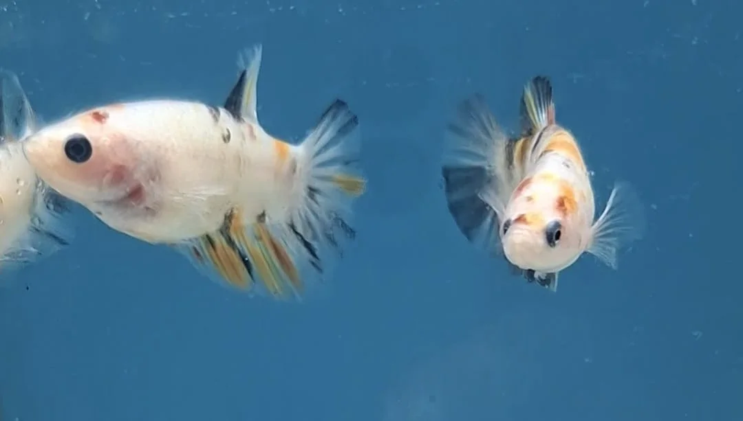 Betta Koi Fêmea