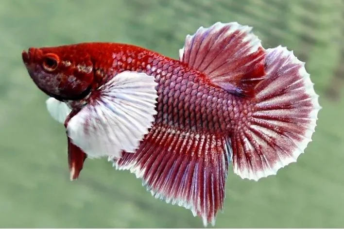 Betta Koi Plakat - Macho