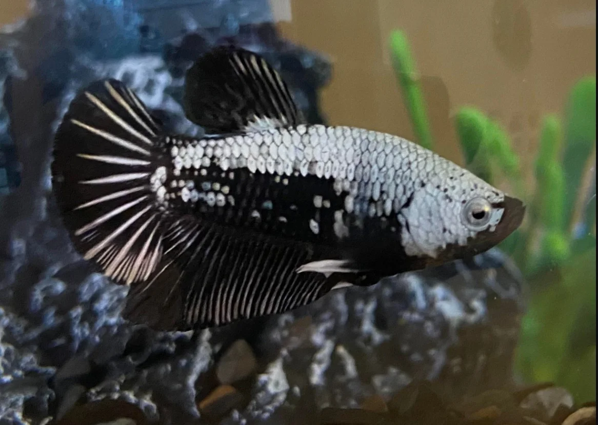 Betta Samurai Black