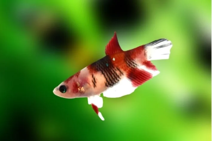 Betta Koi Casal