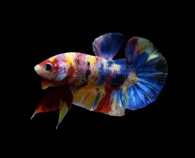 Betta Koi Candy Plakat